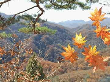 新澳门天天精准正版免费大全,全面释义、解释与落实-警惕虚假宣传-全面释义、解释与落实